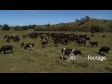 Dairy Cows Green Hills 1 1172